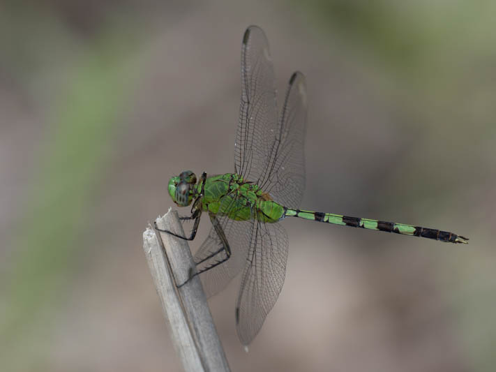 Erythemis vesiculosa (Great Pondhawk)-3.jpg
